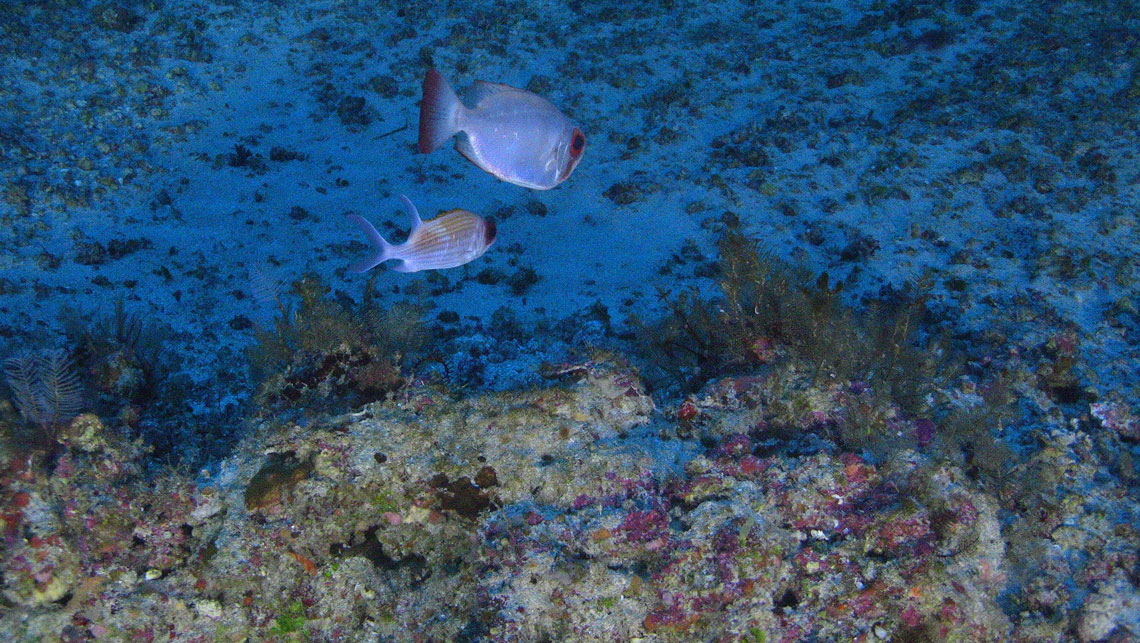 RPF-foz-do-amazonas-2023-03-site-02-1140