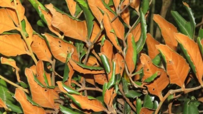 arvore mata atlantica