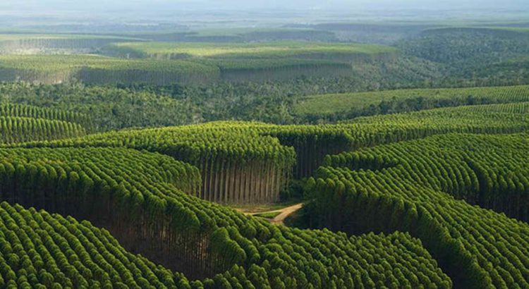 eucaliptos-norte-capixaba-750x410 (1)