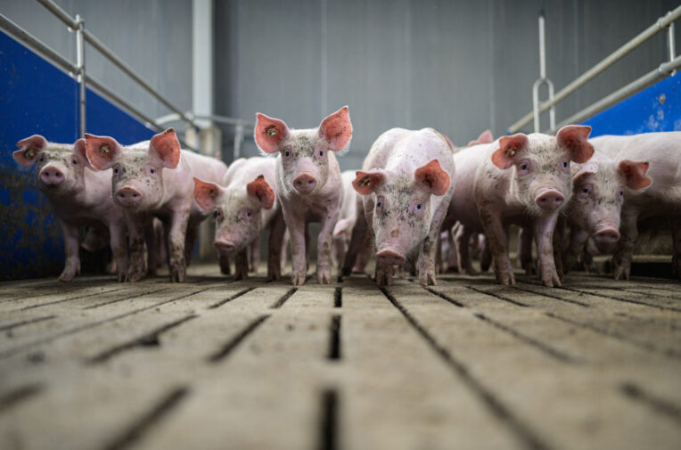 Pig Farmers Fear Losses As Slaughterhouses Remain Closed Following Covid-19 Outbreaks