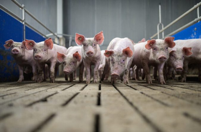 Pig Farmers Fear Losses As Slaughterhouses Remain Closed Following Covid-19 Outbreaks