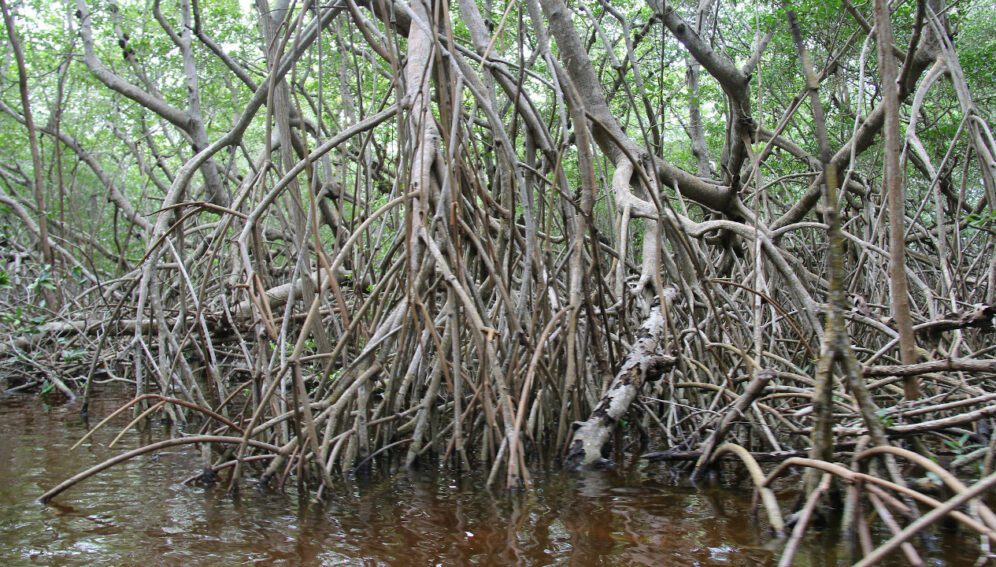 huracanes-ecosistemas-996x567