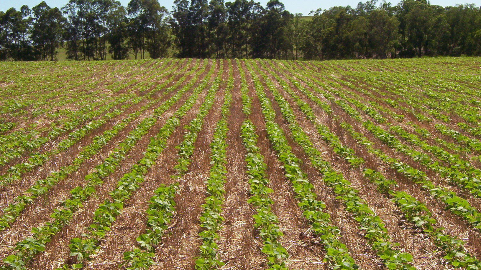 PLANTACAO-DE-SOJA_02-1631x918