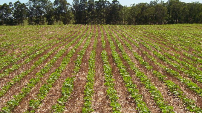 PLANTACAO-DE-SOJA_02-1631x918