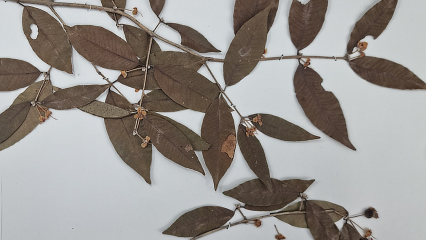 exemplar-da-especie-em-colecao-botanica-426x240