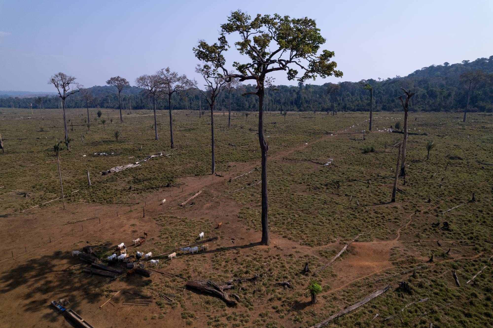 fazenda-gado-amazonas-fernandomartinho