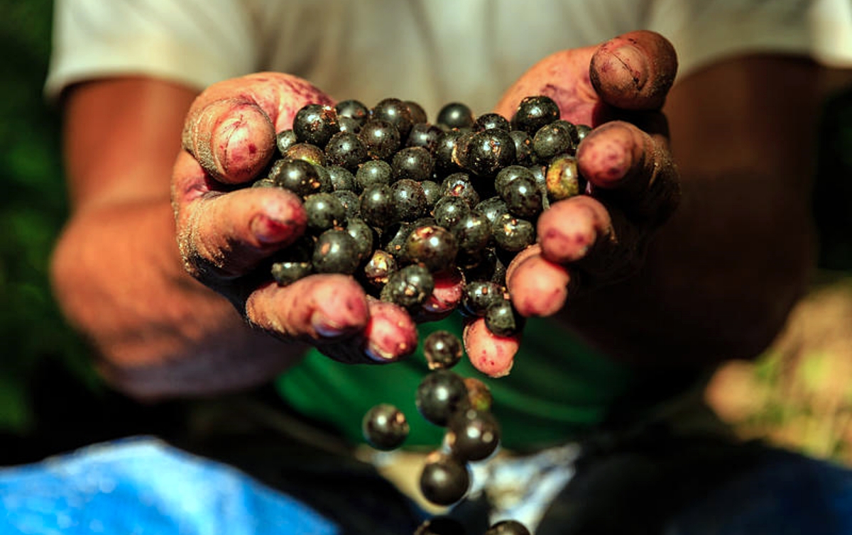 Amazonia_Extrativista_Greenpeace