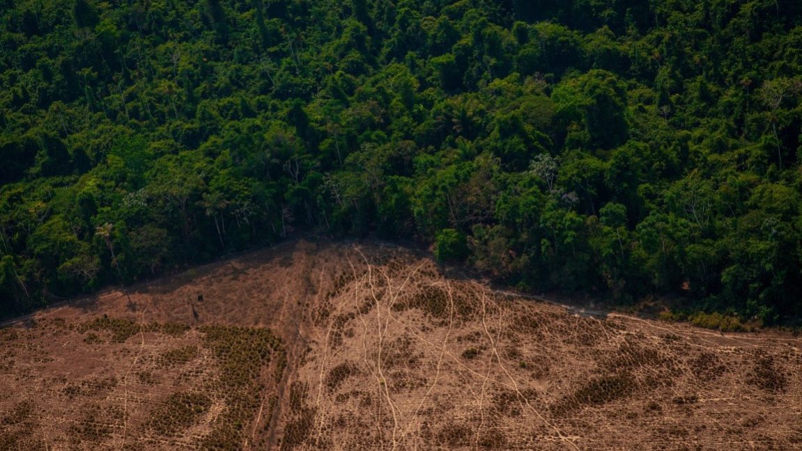 amazonia desmatamento