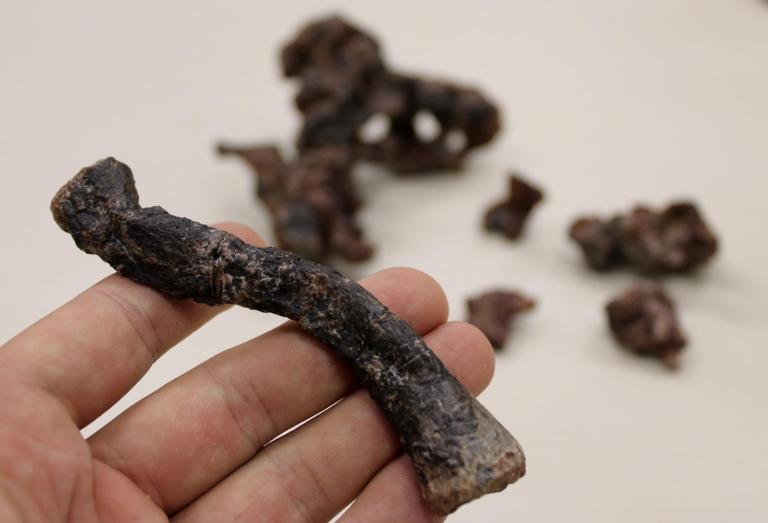 Femur-of-Gondwanax-paraisensis-by-Rodrigo-Temp-Muller-768x523